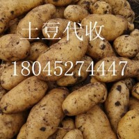土豆种子批发18204661678