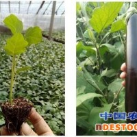 锦州粉西红柿苗厂家 泰戈尔西红柿苗价格