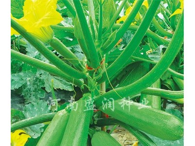 供应绿胜—西葫芦种子