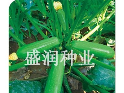 供应盛润绿妃—西葫芦种子