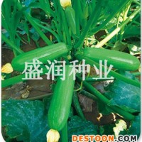 供应盛润绿妃—西葫芦种子