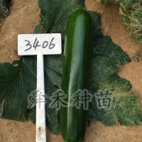 供应3406—西葫芦种子