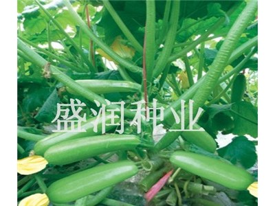 供应盛润冬福—西葫芦种子
