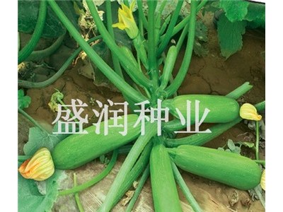 供应盛润热抗王—西葫芦种子