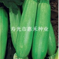 供应绿剑—西葫芦种子