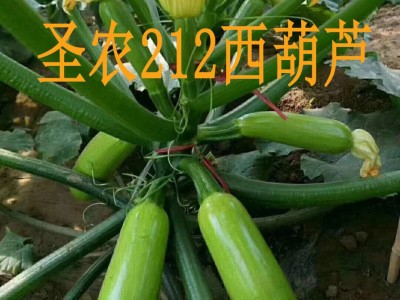 供应圣农212——西葫芦种子