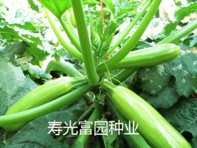 供应金旺达—西葫芦种子
