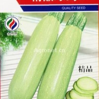 供应精品绿剑F1—西葫芦种子